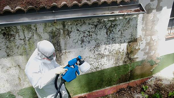 Top rated local Mold Cleanup specialists in Gainesville, FL